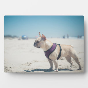 Französischer Bulldog am Strand Fotoplatte