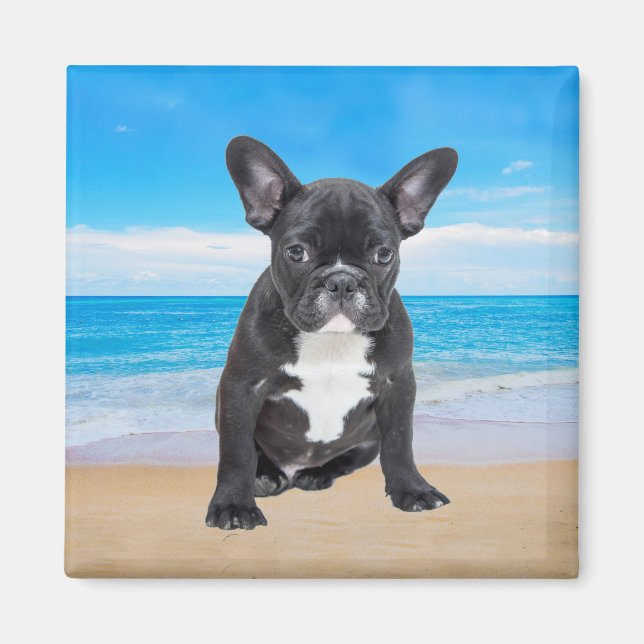 Französischer Bulldog am Strand Magnet (Vorne)