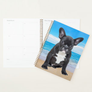 Französischer Bulldog am Strand Planer