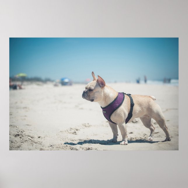 Französischer Bulldog am Strand Poster (Vorne)
