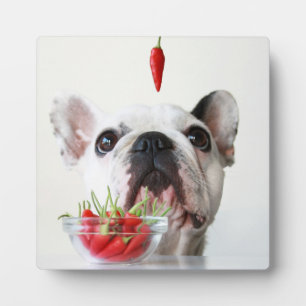 Französischer Bulldog, der einen roten Pfeffer bet Fotoplatte