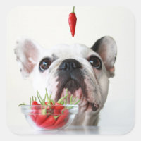 Französischer Bulldog, der einen roten Pfeffer bet