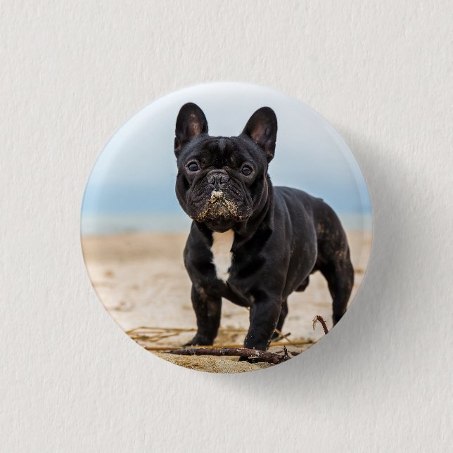 Französischer Bulldog, der im Sand spielt Button (Vorderseite)