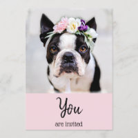 *~* Französischer Bulldog Frenchie Event Niedlich 