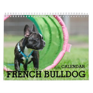 Französischer Bulldog-Kalender 2024 Kalender