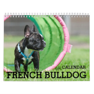 Französischer Bulldog-Kalender 2026 Kalender