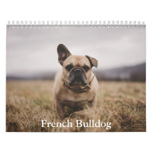 Französischer Bulldog-Kalender Kalender