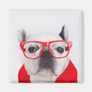 Französischer Bulldog mit Brille und Shirt Magnet