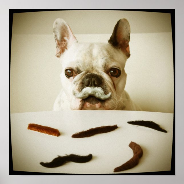 Französischer Bulldog mit Mustache Poster (Vorne)