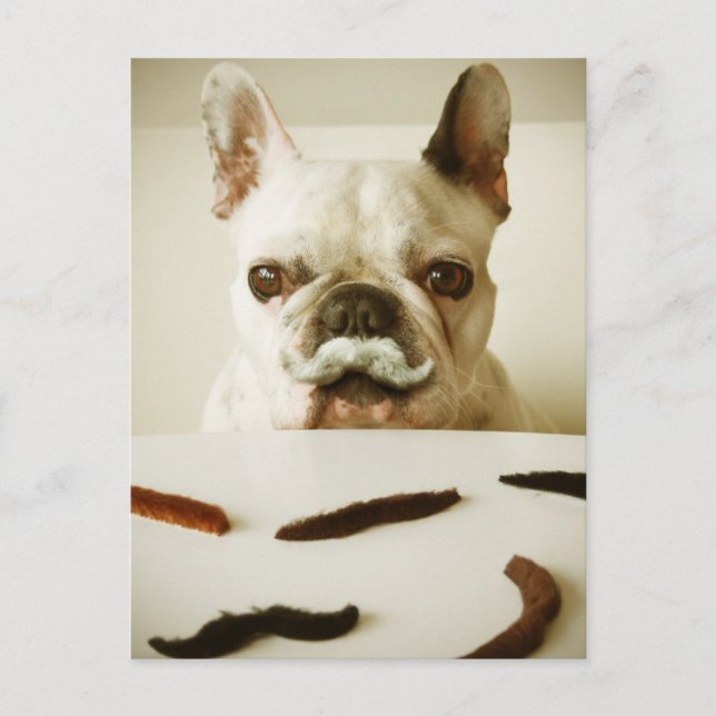 Französischer Bulldog mit Mustache Postkarte (Vorderseite)