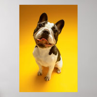 Französischer Bulldog nach oben