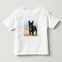 Französischer Bulldog-Spieler im Sand