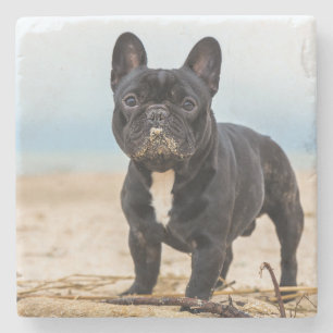 Französischer Bulldog-Spieler im Sand Steinuntersetzer