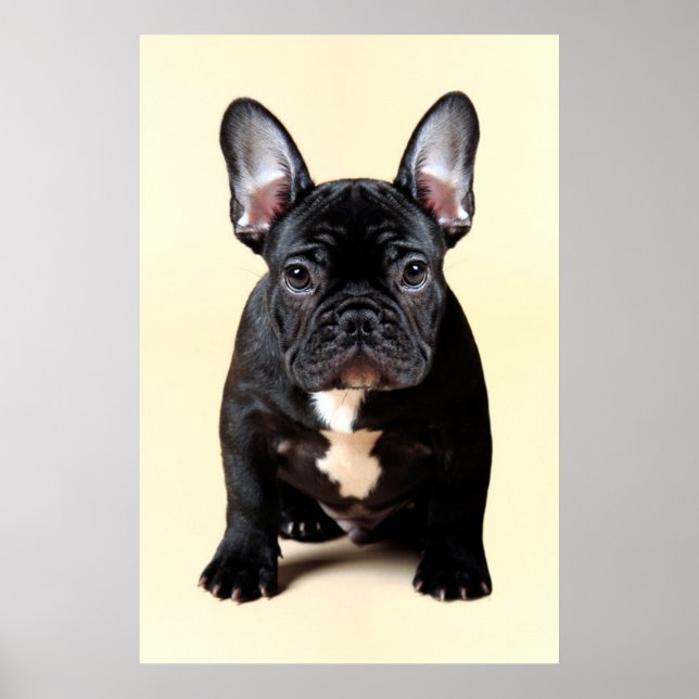 Französischer Bulldog-Welpe Poster (Vorne)