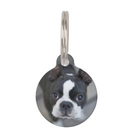 Französischer Bulldogge Hund Katze Tag Haustiermarke