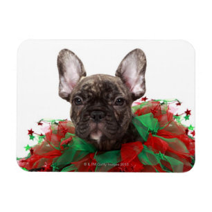 Französischer Bulldogge mit Weihnachtskragen Magnet