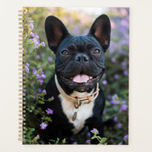 Französischer Bulldogist in Blume Planer