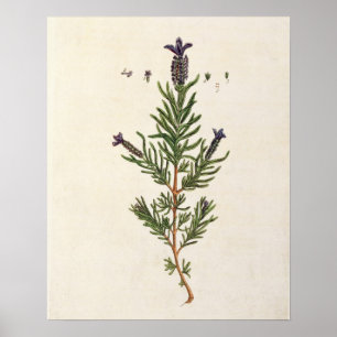 Französischer Lavendel, überziehen 241 von 'eine Poster
