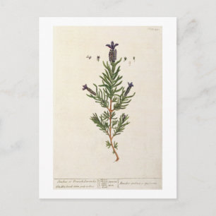 Französischer Lavendel, überziehen 241 von 'einem Postkarte