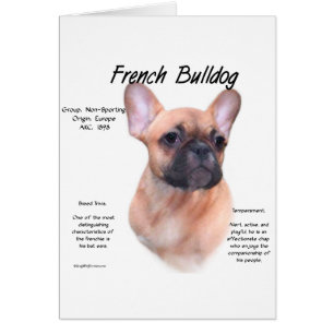 Französisches Bulldog-Geschichtsdesign