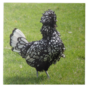 Französisches Huhn Fliese