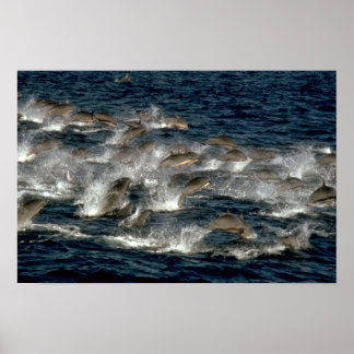 Fraser-Delphin Poster