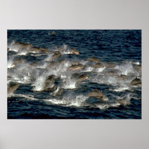 Frasers Delphin Poster