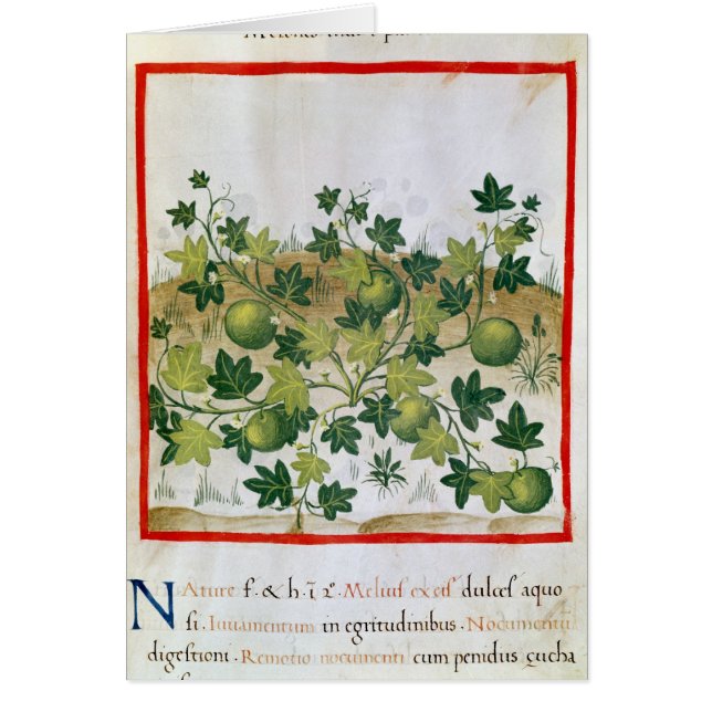 Frau 3054 Melonen fol.20, von 'Tacuinum Sanitatis (Vorne)