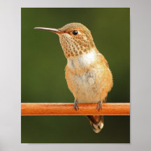 Frau Allen's Hummingbird - Rosie 1