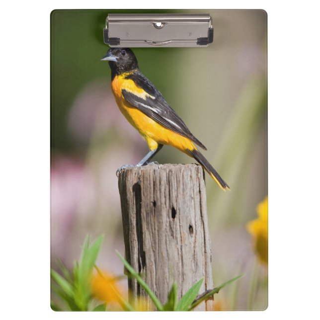 Frau Baltimores Oriole im Blumengarten Klemmbrett (Vorderseite)