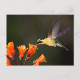 Frau Beautiful Hummingbird Postkarte