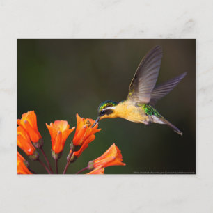 Frau Beautiful Hummingbird Postkarte