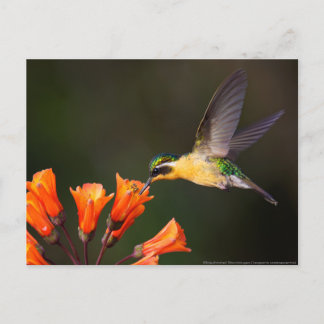 Frau Beautiful Hummingbird Postkarte