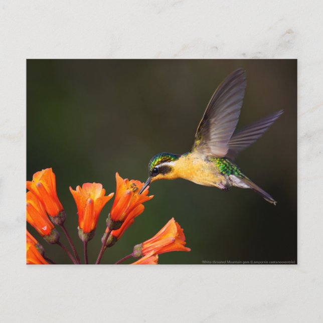 Frau Beautiful Hummingbird Postkarte (Vorderseite)