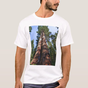 Frau filmt am Fuße einer massiven Sequoia T-Shirt