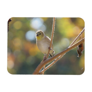 Frau Goldfinch Magnet