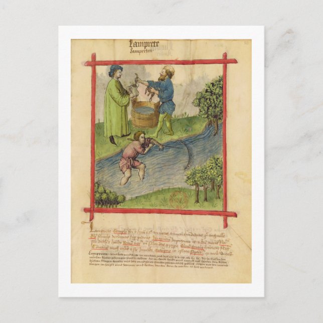 Frau Lat 9333 f.82 Fischerei auf Aale, aus "Tacuin Postkarte (Vorderseite)