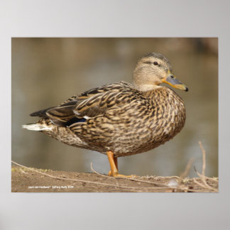 Frau Mallard Duck Poster