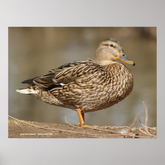 Frau Mallard Duck Poster (Vorne)