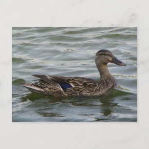 Frau Mallard Duck Postkarte
