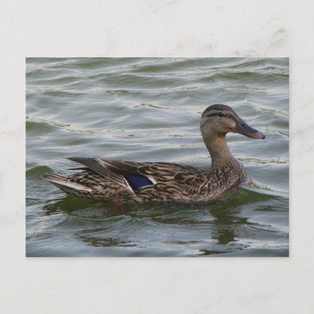 Frau Mallard Duck Postkarte (Vorderseite)