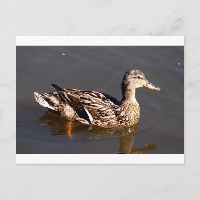 Frau Mallard Duck Postkarte (Vorderseite)