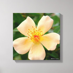 Frau Oakley Fisher Rose Leinwanddruck