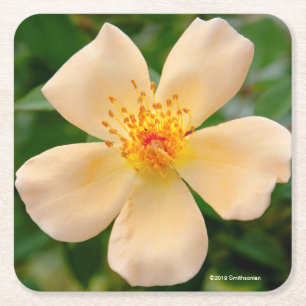 Frau Oakley Fisher Rose Rechteckiger Pappuntersetzer