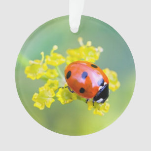 Frau oben ornament