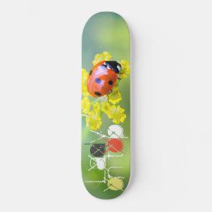 Frau oben skateboard