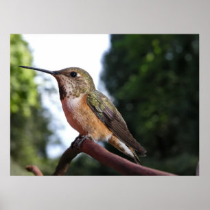 Frau Rufous Hummingbird - Kunstdrucke Poster