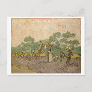 Frauen, die Oliven picken (F655) Van Gogh Fine Art Postkarte