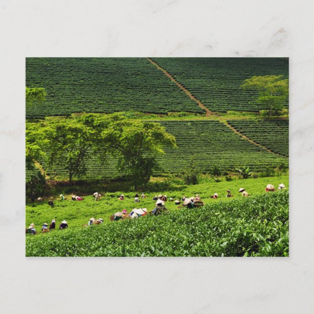 Frauen, die Tee ernten 2 Postkarte (Vorderseite)