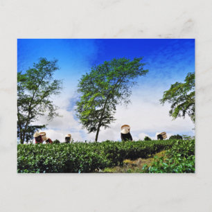 Frauen, die Tee ernten Postkarte